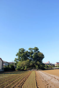 狛江市前原塚古墳